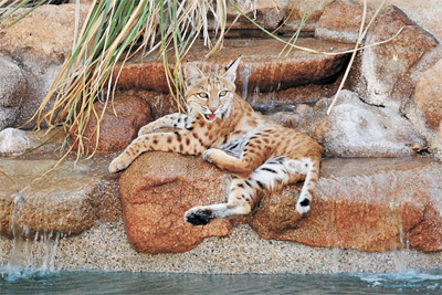 bobcat by pool